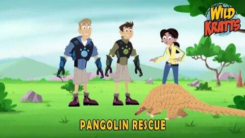 Pangolin Rescue Pangolin Rescue