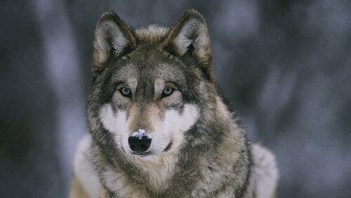 In the Valley of the Wolves In the Valley of the Wolves