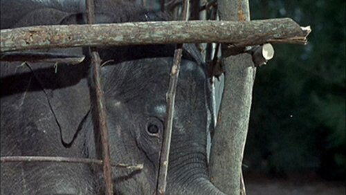 Flipper and the Elephant (1) Flipper and the Elephant (1)