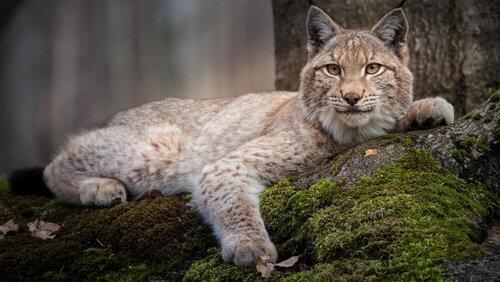 Forest Of The Lynx Forest Of The Lynx