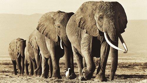 Echo - An Unforgettable Elephant Echo - An Unforgettable Elephant