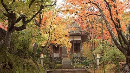 The Changing Leaves: The Transient Fall Beauty of the Ancient Capital The Changing Leaves: The Transient Fall Beauty of the Ancient Capital