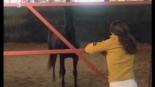 Foster Horse (1) Foster Horse (1)