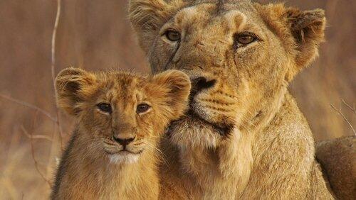 India's Wandering Lions India's Wandering Lions