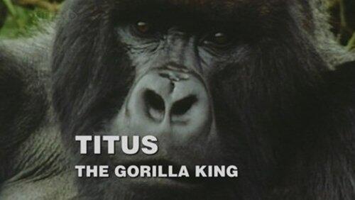 Titus: The Gorilla King Titus: The Gorilla King