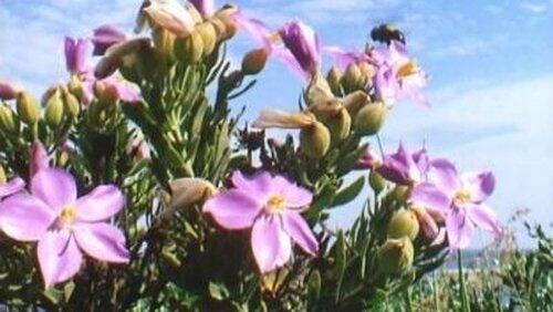 Flowering