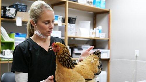 Chicken: Impossible Chicken: Impossible