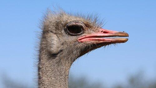Big Birds Can't Fly Big Birds Can't Fly