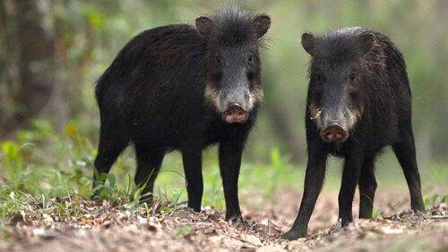 Peccary Party Peccary Party