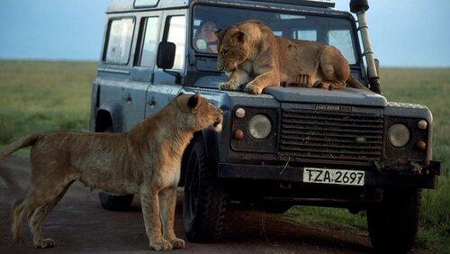 Chasing Big Cats Chasing Big Cats