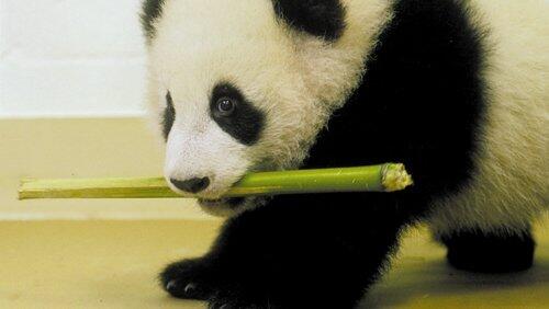 The Panda Baby The Panda Baby