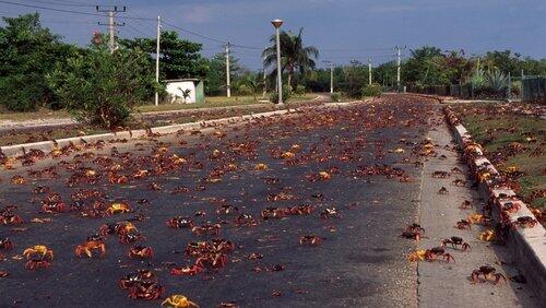 Cuba: Wild Island of the Caribbean Cuba: Wild Island of the Caribbean
