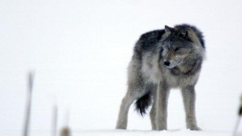 Cold Warriors: Wolves and Buffalo Cold Warriors: Wolves and Buffalo