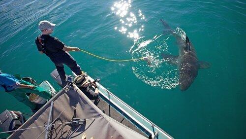 Great White Ambush Great White Ambush