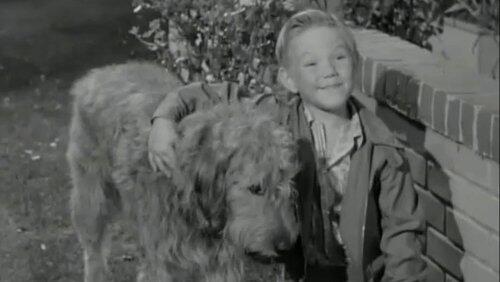 A Dog for Harold A Dog for Harold