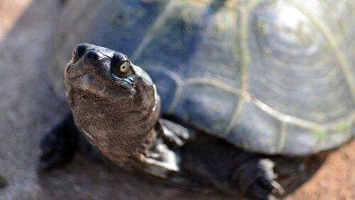 The Reptiles: Turtles and Tortoises The Reptiles: Turtles and Tortoises