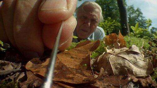 Attenborough's Life Stories: Part One - Life on Camera Attenborough's Life Stories: Part One - Life on Camera