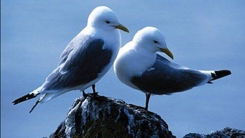Saving Our Seabirds Saving Our Seabirds