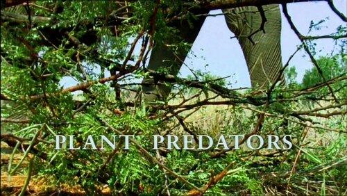 Plant Predators Plant Predators