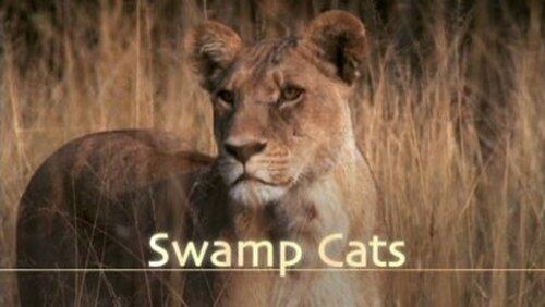 Swamp Cats Swamp Cats