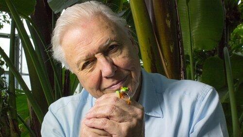 Attenborough's Fabulous Frogs