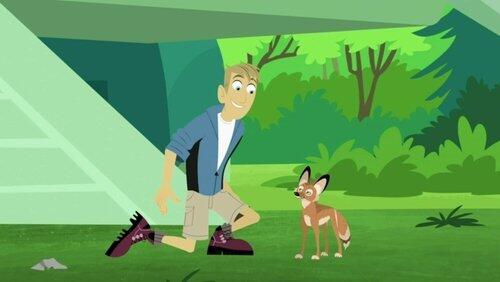Adapto the Coyote Adapto the Coyote