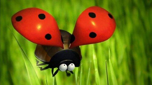 The Ladybug The Ladybug