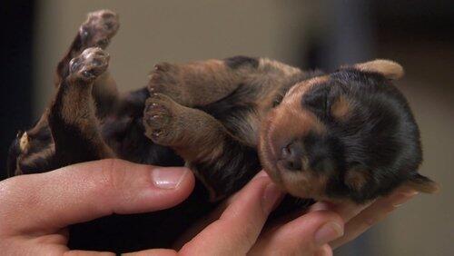 Tiny Watchdogs Tiny Watchdogs