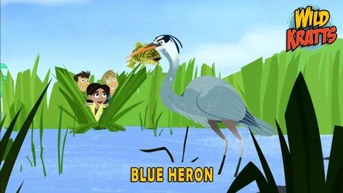 Blue Heron Blue Heron