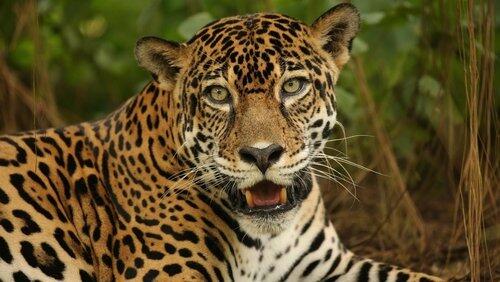 The Story Of Cats: Into The Americas The Story Of Cats: Into The Americas