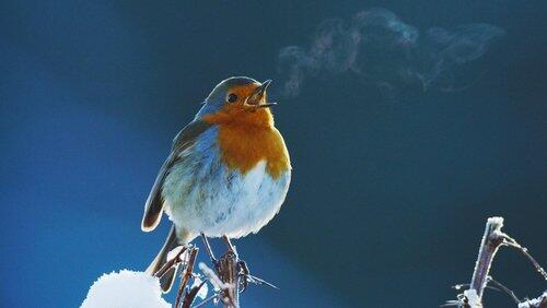 Attenborough's Wonder of Song Attenborough's Wonder of Song