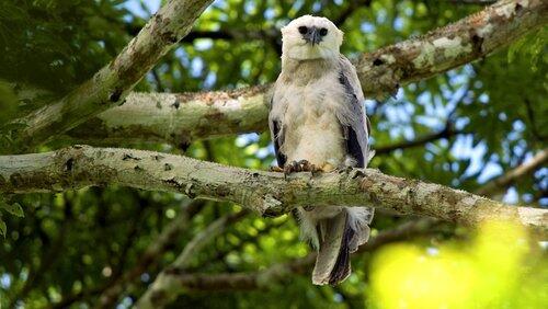 The Monkey-Eating Eagle of the Orinoco The Monkey-Eating Eagle of the Orinoco