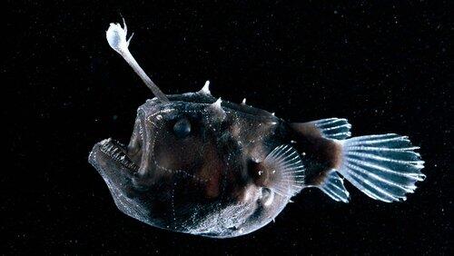 Deep Sea Deep Sea