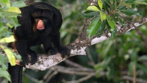 Amazon Monkey