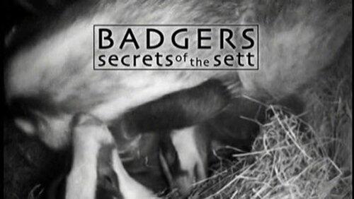 Badgers - Secrets of the Sett Badgers - Secrets of the Sett