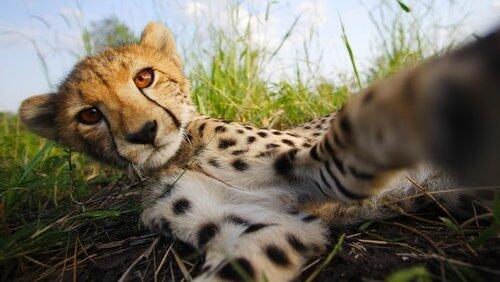 The Cheetah Children The Cheetah Children