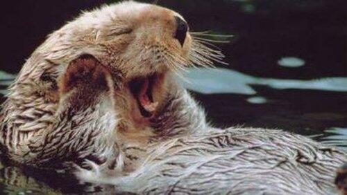 Otters in the Stream of Life