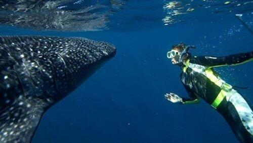 Whale Shark Whale Shark