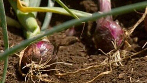 Onions Onions