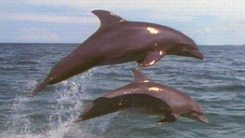 Dolphins: Close Encounters Dolphins: Close Encounters