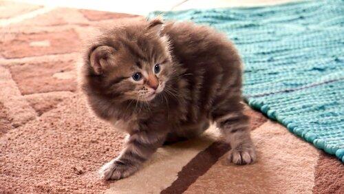 Kittens and Canines Kittens and Canines