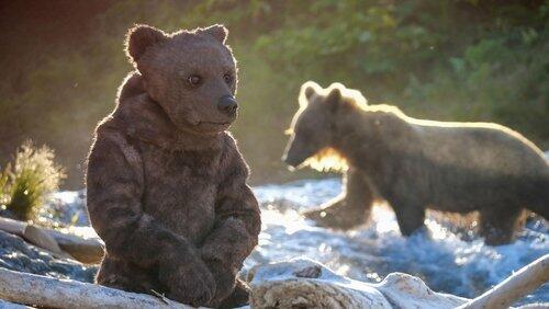 Spy In The Wild, A Nature Miniseries 'The North' Spy In The Wild, A Nature Miniseries 'The North'