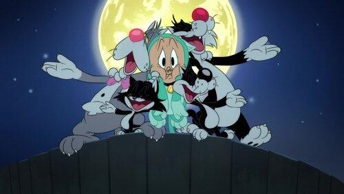 Kitty Krashers Kitty Krashers
