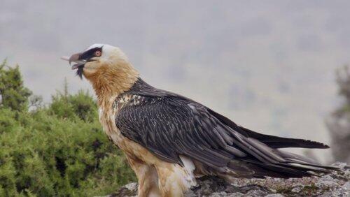 The Simien Mountains