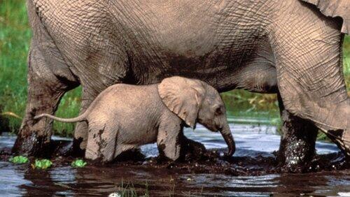 Baby Tales Baby Tales