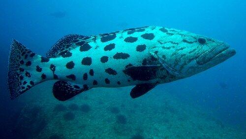 Indian Ocean - Coastal Waters Indian Ocean - Coastal Waters