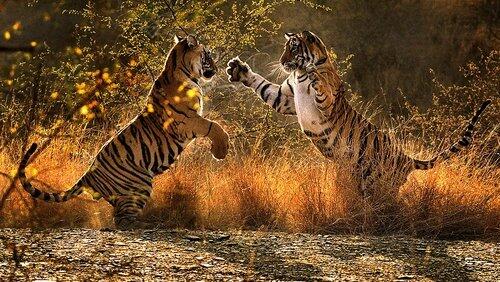 A Tiger Called Broken Tail A Tiger Called Broken Tail