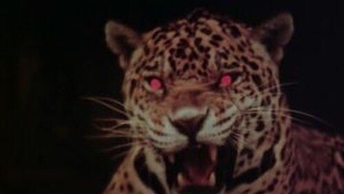 ジャガーの眼は赤い ジャガーの眼は赤い
