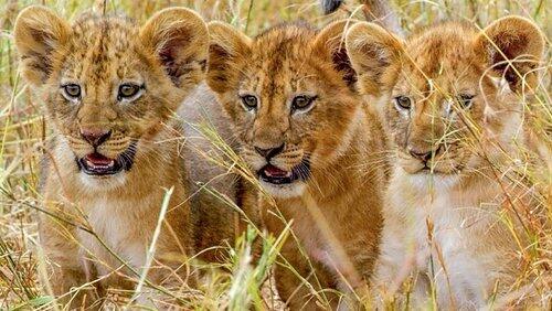 Kinship Kinship
