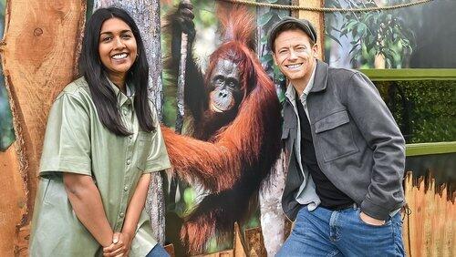 Orangutan Den Orangutan Den